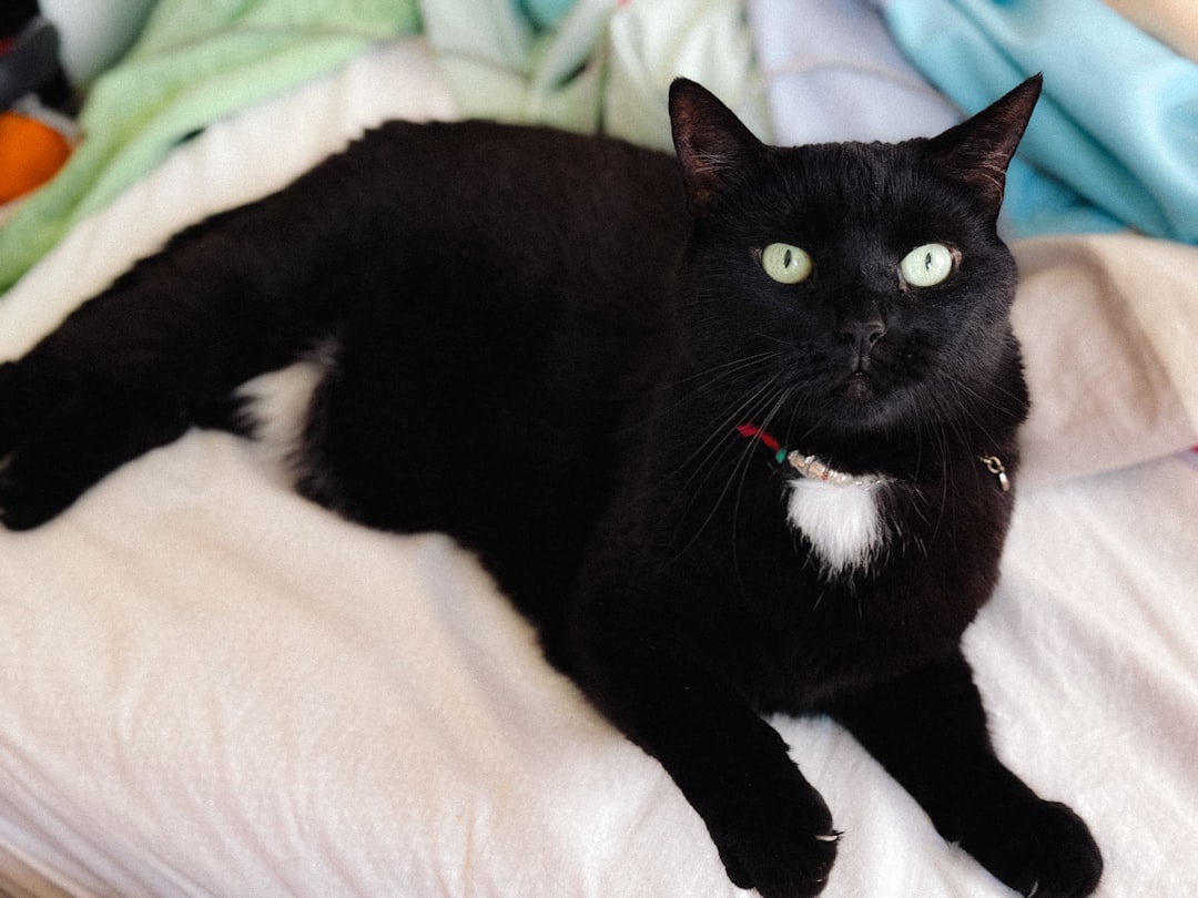 A black cat with green eyes lies on a bed.